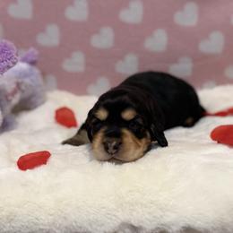 Bob - Black and tan male Dachshund puppy in Morristown, Tennessee from Hillside Hounds
