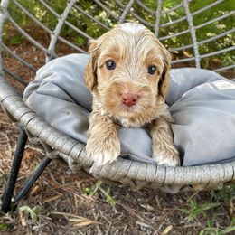 Patsy - Red female Australian Labradoodle puppy in Wamego, Kansas from Doodles of Oz