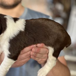 English Springer Spaniel Puppies from Klark English Springer Spaniels