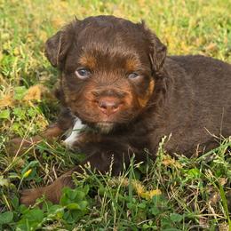 Mocha - Red tri female Miniature Australian Shepherd puppy in Paris, Texas from Blue Envy Mini Aussies