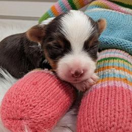 Jasper - Chocolate, tan and white male Yorkshire Terrier puppy in Austin, Texas from Rhine Valley Yorkies