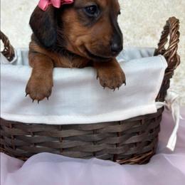 Green Ivey - Chocolate and tan female Dachshund puppy in Athens, Georgia from Grandma's Hotdogs
