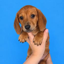Uno - Red male Dachshund puppy in Magnolia, Texas from Little Honey’s Dachshunds