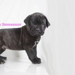 Cane Corso Puppies from Prestigious K9