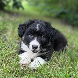 Ozzy-fluffy - Black and white male Cardigan Welsh Corgi puppy in Hope, Arkansas from Foxy Knoll Farm