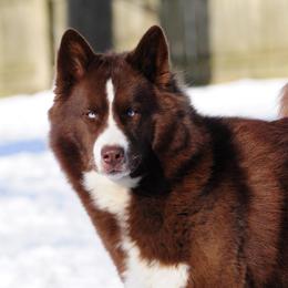 Reyna - Siberian Husky