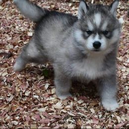 Boy1 - Black and white male Siberian Husky puppy in Northview, Michigan from Xk siberians