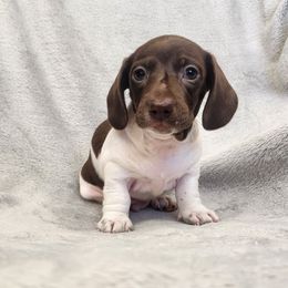 Larz - Piebald male Dachshund puppy in Trenton, Florida from Kings Dachshunds