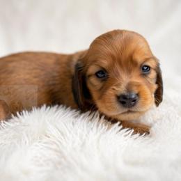 Sonny - Red male Dachshund puppy in Goodyear, Arizona from D&C Royal Dachshunds LLC