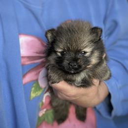 Max (Sarge) - Orange sable male Pomeranian puppy in Zavalla, Texas from Precious Puff Poms