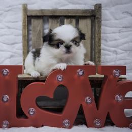 Ligeia - Sable and white female Japanese Chin puppy in Johnson City, Tennessee from Erin & Friends Japanese Chin
