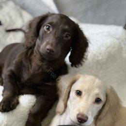 Dachshund Puppies from Piper’s Tree Dachshunds