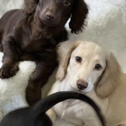 Dachshund Puppies from Piper’s Tree Dachshunds