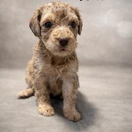 Will Byers - Chocolate merle male Bernedoodle puppy in Bennett, Colorado from Darling Paws, LLC