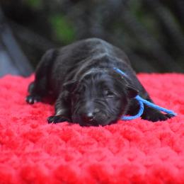 Blue collar male - Sable male German Shepherd puppy in Marianna, Florida from Haus M Godwin