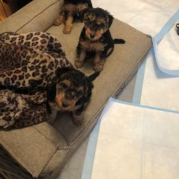 Welsh Terrier Puppies from Gryphon Roc Kennels