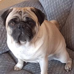 Murphy - Pug