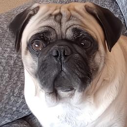 Murphy - Pug