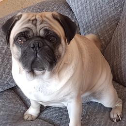 Murphy - Pug
