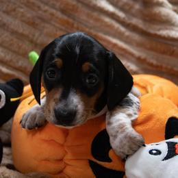 Yellow Collar - Black and tan female Dachshund puppy in Belfair, Washington from Devoted Doxies, Lorraine’s Yorkies