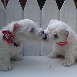 West Highland White Terrier Puppies from Cascading Westies