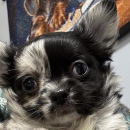 Chihuahuas from Hutton’s Buttons