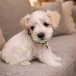 Green Collar Male - White male Miniature Schnauzer puppy in Sacramento, California from Hardcastle Family Schnauzer’s