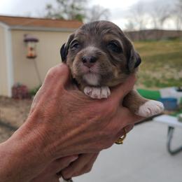 Linus-Gray - Blue merle male Bernedoodle puppy in Dugway, Utah from Luv4Bernedoodles