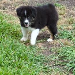Australian Shepherd Puppies from Firelight Australian Shepherds