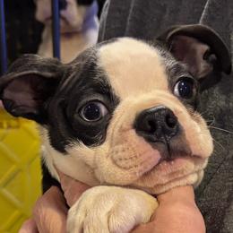 Robyn - Black and white male Boston Terrier puppy in Covington, Georgia from Tuxedo Bostons of Atlanta