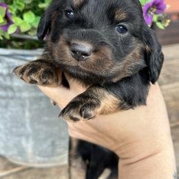 Black and tan boy - Black and tan male Dachshund puppy in Payette, Idaho from NT Mini Doxies