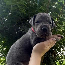 Pink collar - Blue female Great Dane puppy in Ider, Alabama from Sand Mountain Danes LLC