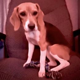 Beagles from 831 Beagles