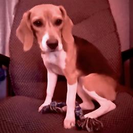 Beagles from 831 Beagles