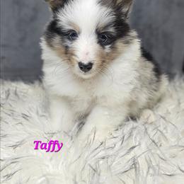 Taffy - Blue merle white and tan female Shetland Sheepdog puppy in Leesburg, Ohio from Fawn Lane Shetland Sheepdogs