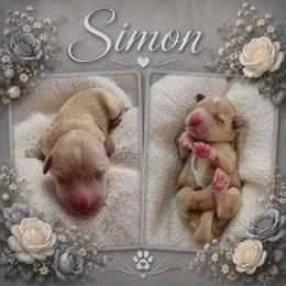 Simon - Wheaten male Miniature Schnauzer puppy in Sacramento, California from T & A Cali Schnauzer
