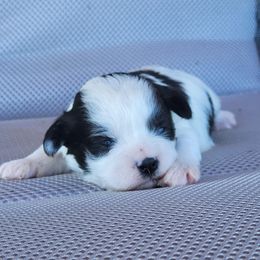 Dora - Black and white female Shichon puppy in Limestone, Tennessee from Pilot Hill Teddy Bear Puppies