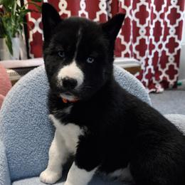 Comet - Black and white male Siberian Husky puppy in Oakwood, Ohio from Moonlight Siberian Huskies