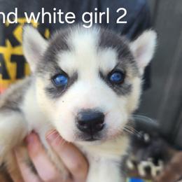 Black and White Girl 2 - Black and white female Siberian Husky puppy in Jonesboro, Arkansas from L & A Animal House Siberian Huskies