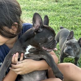French Bulldog Puppies from French OG Los Ángeles