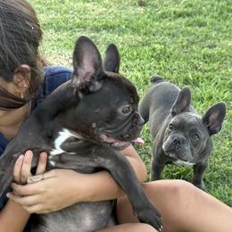 French Bulldog Puppies from French OG Los Ángeles