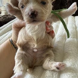 Green collar ( sangria litter) - Red male Maltipoo puppy in Fredericktown, Missouri from Doodle Pups Fur-Ever