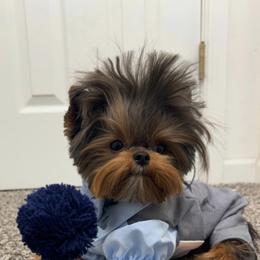 Maltese and Yorkshire Terrier Puppies from tatortot pup