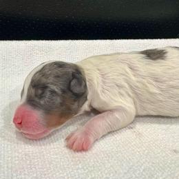 Puppy Four - Blue merle male Bernedoodle puppy in Rock Hill, South Carolina from LolliPop Farms