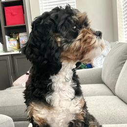 Mysti - Cavapoo
