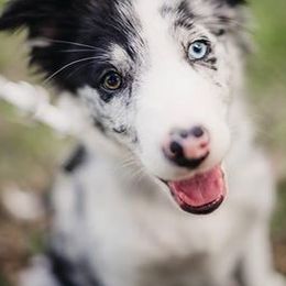 Border Collies from Seven Links Ranch