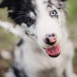 Border Collies from Seven Links Ranch