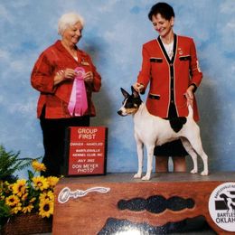 Raya - Rat Terrier