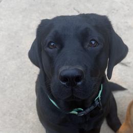 Labrador Retriever puppies from Coosa Kennels