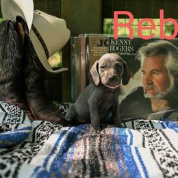 Reba - Blue female Weimaraner puppy in Talking Rock, Georgia from North Georgia Weims
